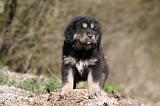 DOGUE DU TIBET 520
